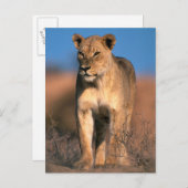 Motiv: Of Lioness (Panthera Leo) Postkarte (Vorne/Hinten)