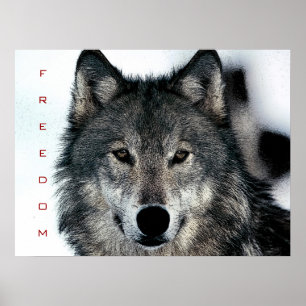 Motivierend Freedom Courage Wolf Poster Print