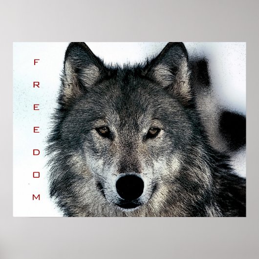 Motivierend Freedom Courage Wolf Poster Print (Vorne)