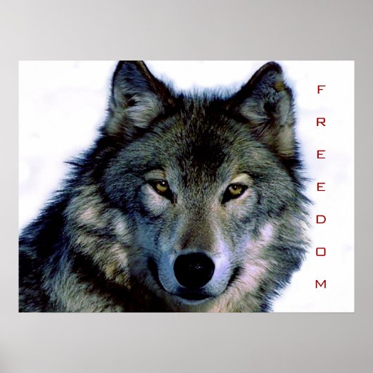 Motivierend Freedom Wolf Eyes Poster Print (Vorne)