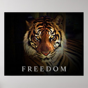 Motivierend Freiheit Augen von Tiger Poster drucke