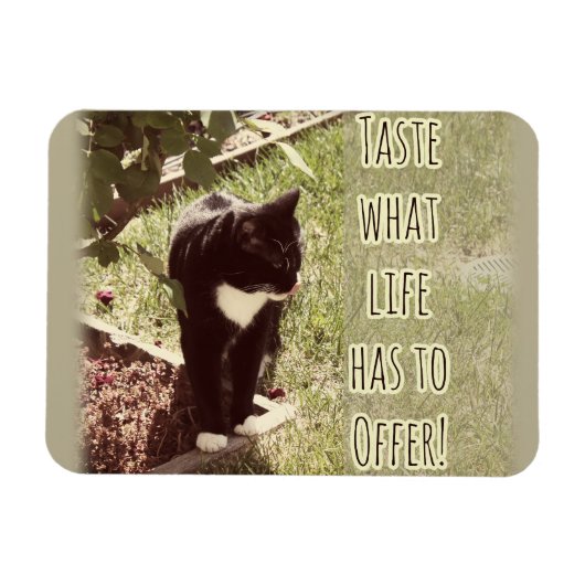 Motivierend Geschmack von Life Cat Zitat Kunst Spa Magnet (Horizontal)