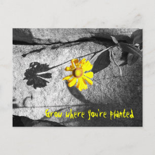 Motivierend "Grow where you re pflanzed" Postkarte