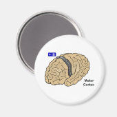 Motor Cortex Magnet (Vorderseite/Rückseite)