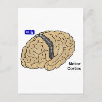 Motor Cortex