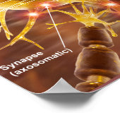 Motorneuronen Poster (Ecke)
