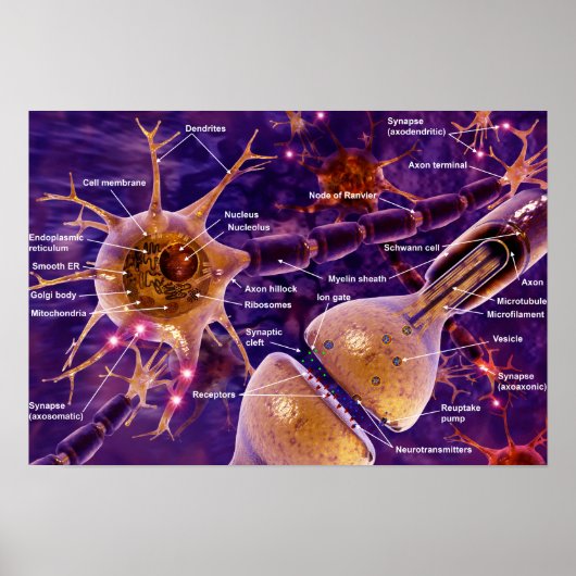 Motorneuronen Poster (Vorne)