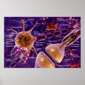 Motorneuronen Poster (Vorne)