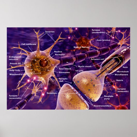 Motorneuronen Poster (Vorne)