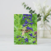 Motte Hummingbird Postkarte (Stehend Vorderseite)