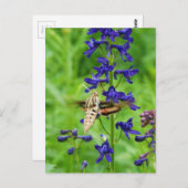 Motte Hummingbird Postkarte (Vorne/Hinten)