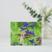 Motte Hummingbird Postkarte (Stehend Vorderseite)