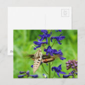 Motte Hummingbird Postkarte (Vorne/Hinten)