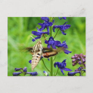 Motte Hummingbird Postkarte