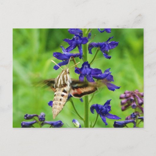 Motte Hummingbird Postkarte (Vorderseite)
