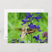 Motte Hummingbird Postkarte (Vorne/Hinten)