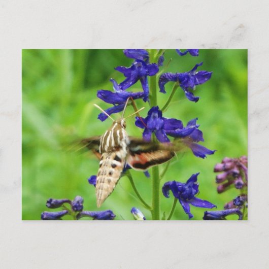 Motte Hummingbird Postkarte (Vorderseite)