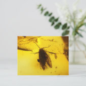 Motte in Bernstein Postkarte (Stehend Vorderseite)