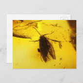 Motte in Bernstein Postkarte (Vorne/Hinten)