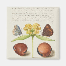 Motten, Jerusalem-Weide und Bohnenkalligraphie