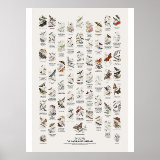 Motten - Naturalist's Library Poster (Vorne)