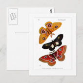 Motten Postkarte (Vorne/Hinten)