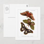Motten Postkarte (Vorne/Hinten)