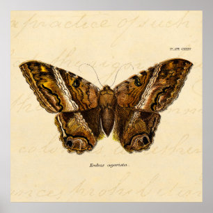 Motten-Schablonen-Schmetterling Vintage 1800s Poster