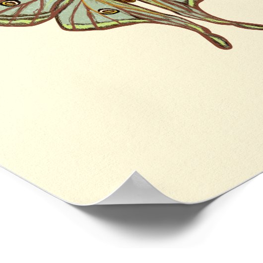 Motten - schöne Insekten illustrierte hübsche Kuns Poster (Ecke)