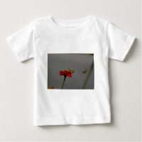 Motten und Rotes Zinnia