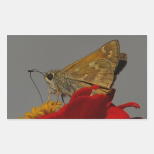 Motten und Rotes Zinnia Rechteckiger Aufkleber (Vorderseite)
