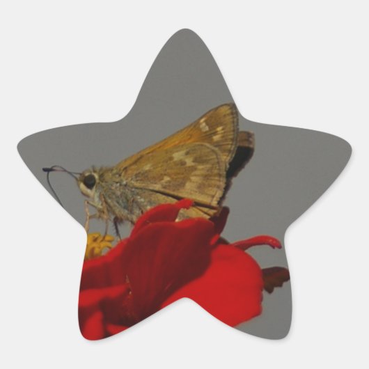 Motten und Rotes Zinnia Stern-Aufkleber (Vorderseite)