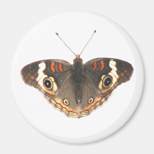 Mottenmuster eines Schlangenkopfes Magnet (Vorne)