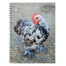 Mottles Bantam Cochin Chicken Notebook Journal