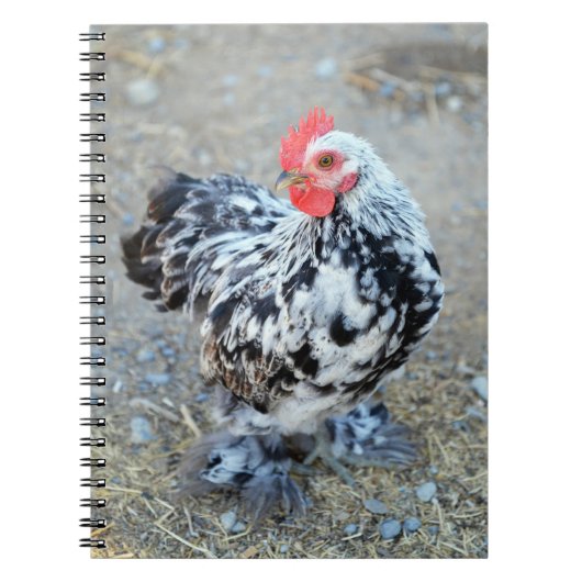 Mottles Bantam Cochin Chicken Notebook Journal Notizblock (Vorderseite)