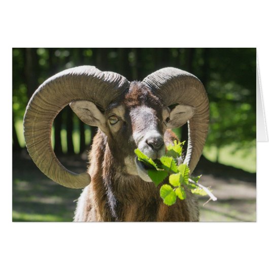 Mouflon Ram (Vorderseite (Horizontal))