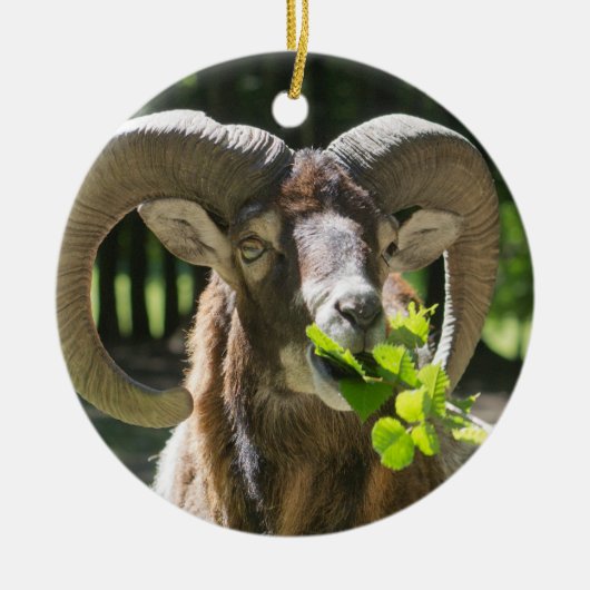 Mouflon Ram Keramikornament (Vorne)
