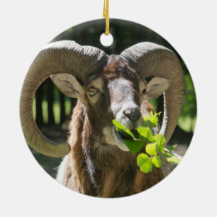 Mouflon Ram Keramikornament