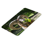 Mouflon Ram Magnet (Linke Seite)