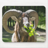 Mouflon Ram Mousepad (Vorne)