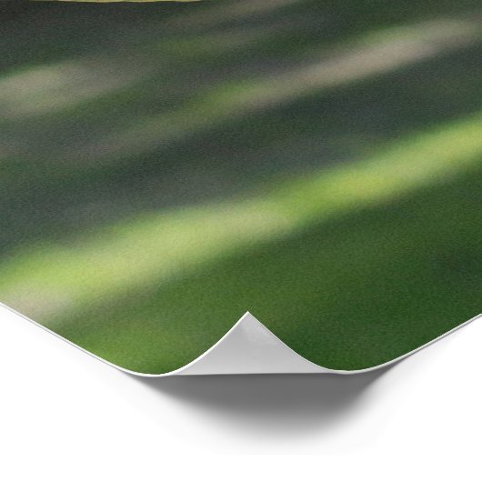 Mouflon Ram Poster (Ecke)