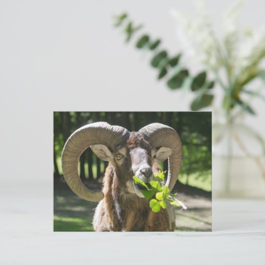 Mouflon Ram Postkarte (Stehend Vorderseite)