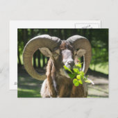 Mouflon Ram Postkarte (Vorne/Hinten)