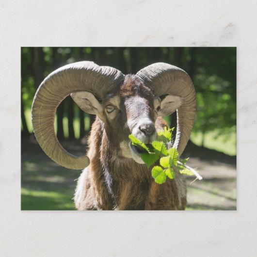 Mouflon Ram Postkarte (Vorderseite)