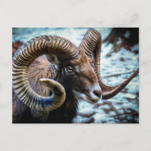 Mouflon Sheep Postkarte