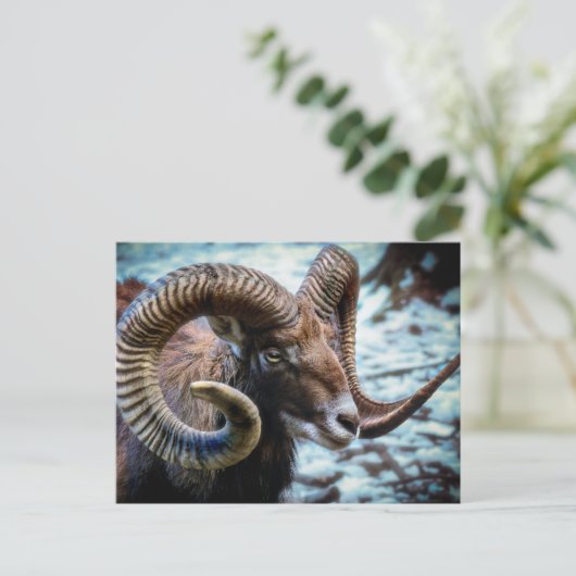 Mouflon Sheep Postkarte (Stehend Vorderseite)