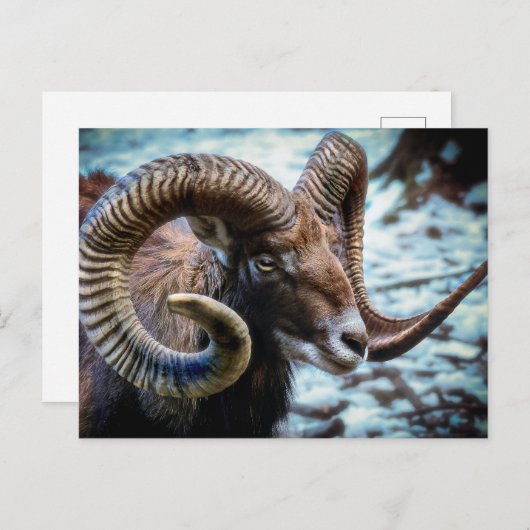 Mouflon Sheep Postkarte (Vorne/Hinten)