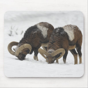 Mouflons im Winter, Deutschland Mousepad