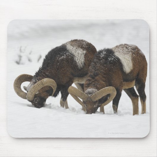 Mouflons im Winter, Deutschland Mousepad (Vorne)
