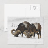 Mouflons im Winter, Deutschland Postkarte (Vorne/Hinten)